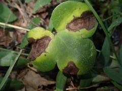 Ascochyta