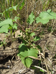 Xanthium orientale riparium