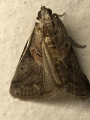 Acrobasis palliolella
