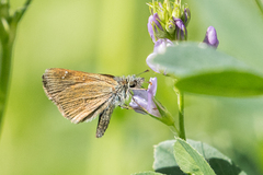 Piruna pirus