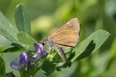 Piruna pirus