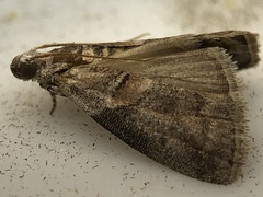 Acrobasis palliolella