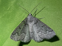 Sabulodes packardata