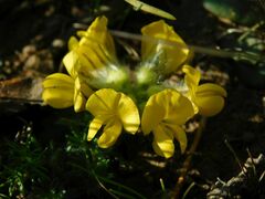 Lotononis involucrata