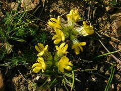 Lotononis involucrata