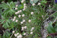 Antennaria monocephala