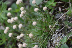 Antennaria monocephala