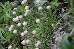 Antennaria monocephala