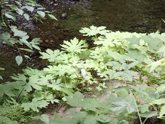 Petasites frigidus palmatus