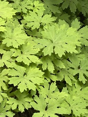 Petasites frigidus palmatus