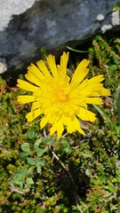 Hieracium glabratum