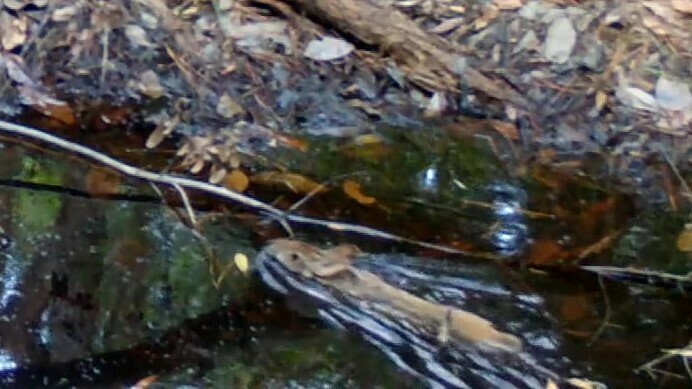 Swamp Rabbit (Sylvilagus aquaticus) - Know Your Mammals