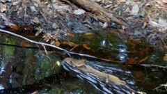 Swamp Rabbit photo 4