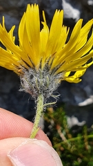 Hieracium glabratum