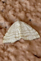 Taeniogramma octolineata