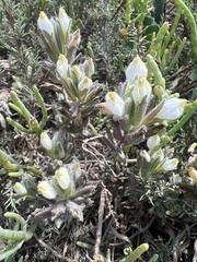 Chloropyron maritimum maritimum