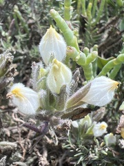 Chloropyron maritimum maritimum