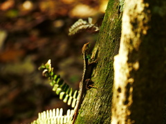 Stenocercus iridescens