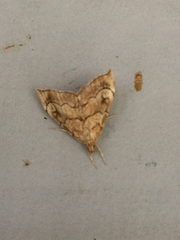 Scybalistodes periculosalis