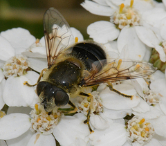 Eristalis gomojunovae
