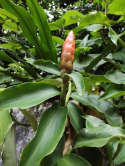 Costus scaber