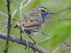 Luscinia svecica svecica