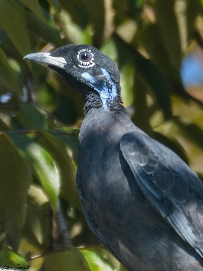 Gymnoderus