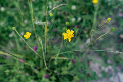 Ranunculus monophyllus