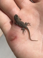 Sceloporus occidentalis