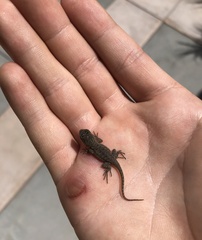 Sceloporus occidentalis