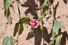 Passiflora tripartita mollissima
