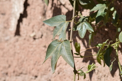 Passiflora tripartita mollissima