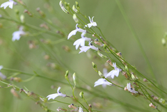 Lobelia