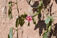 Passiflora tripartita mollissima
