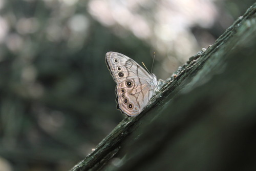 Northern Pearly-eye photo 4