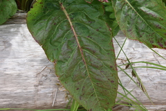 Venturia rumicis