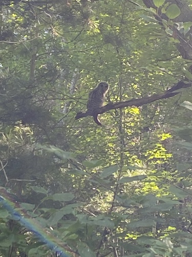 Strigidae image