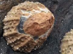 Scutellastra granularis