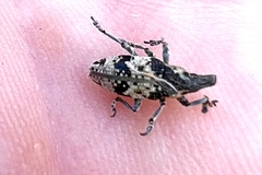 Bothynoderes affinis