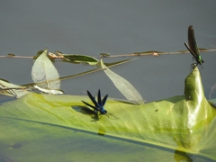 Calopteryx virgo