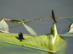 Calopteryx virgo