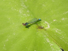 Erythromma viridulum