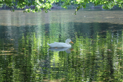 Domestic Mallard photographed in Indiana