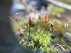 Ptychostomum capillare