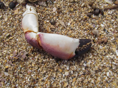 Danielethus crenulatus