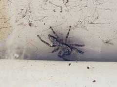 Platycryptus undatus