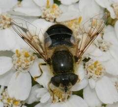 Eristalis gomojunovae