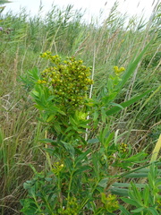 Euphorbia lucida
