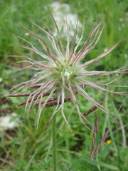 Pulsatilla albana