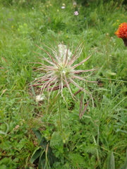 Pulsatilla albana